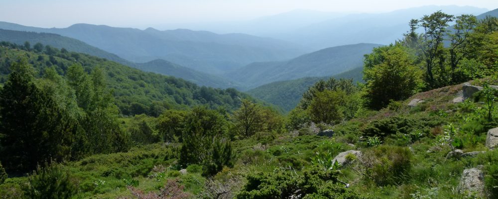 Présentation de la filière bois lors de L&rsquo;Eco Festiv&rsquo;Arles