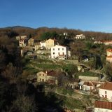 Taulis